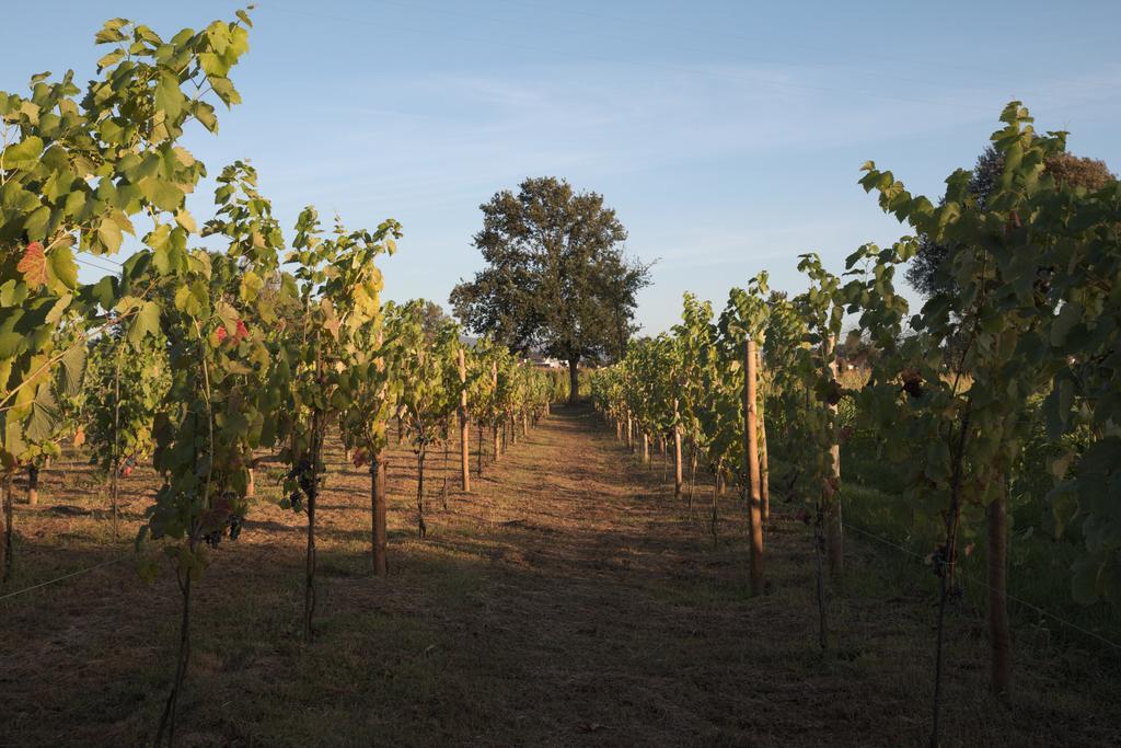 1720 Quinta Da Cancela - Winery & Farmhouse Guimarães Exteriér fotografie